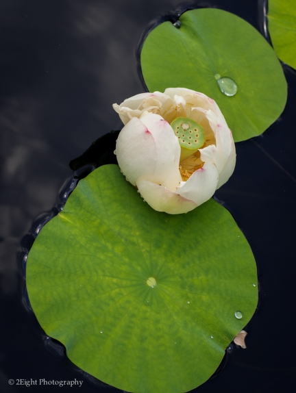 A Lilly in the Water