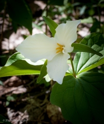 White Trillium, Ohiopyle State Park